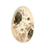 Bird Egg Sticker