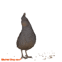 Wachtel-Shop quail quails wachtel wachtel-shop Sticker