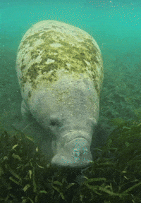 Hungry Nom Nom GIF