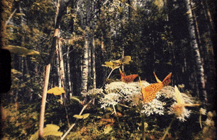 My Love Is A Butterfly