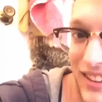 Kitten Makes Strange Popping Noise