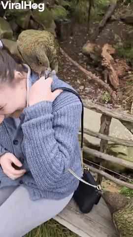In New Zealand, Alpine Parrots Pets You