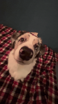 Dance Smile GIF