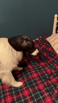 Dog Mem GIF