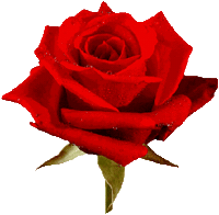 roses STICKER