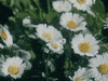 vintage flowers GIF