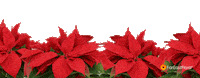 Merry Christmas Sticker by Far East Flora
