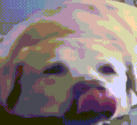 dog smile GIF