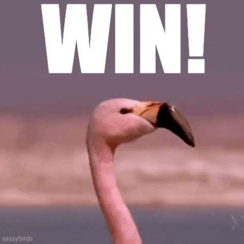 ForwardMadisonFC giphygifmaker win flamingo forward madison GIF