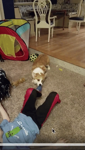 tingtinglu giphyupload GIF