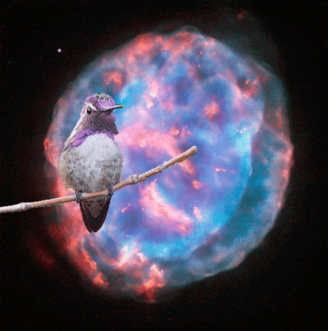 GIF by Canek