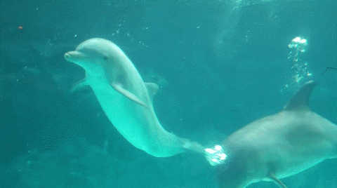 dolphin vortex GIF