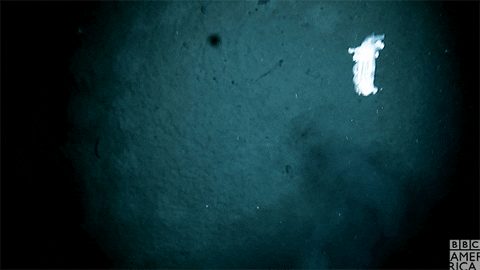 blue planet oceans GIF by BBC America