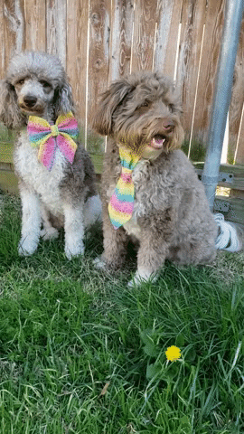 Easter Dog GIF by Geekster Pets