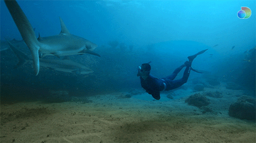 Shark Week GIF by discovery+