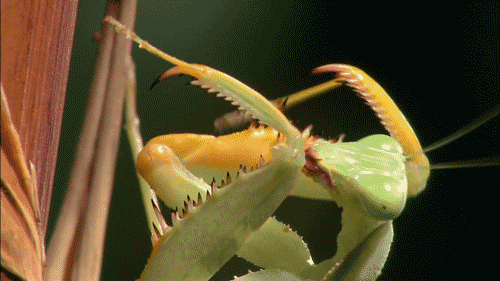 Praying Mantis Insect GIF