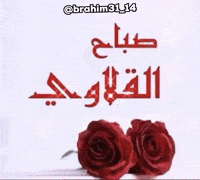 Good Morning Algeria GIF