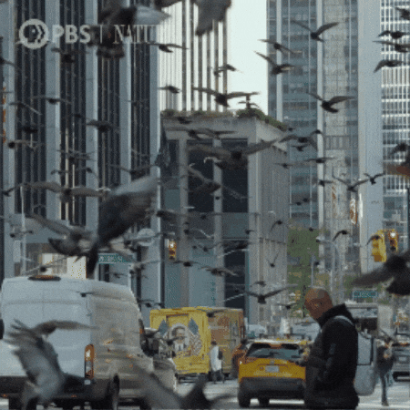 Explore New York City GIF by Nature on PBS