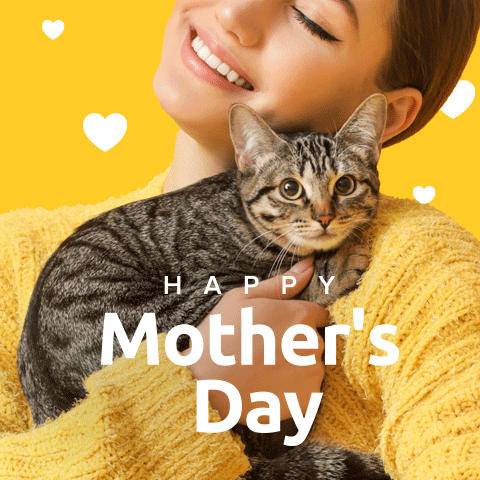 SoyKitty giphyupload cats mom mothers day GIF