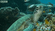 bbc one blue planet 2 GIF by BBC