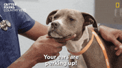 Happy National Geographic GIF by Nat Geo Wild