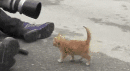 cuteanimalland giphyupload GIF
