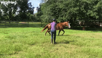 Horse Falls Down and Immediately Starts Eating