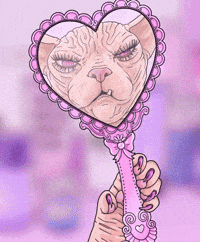 Cat Beauty GIF