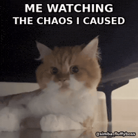 simbafluffyboss reaction gif chaos funny cat funny animals GIF