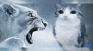 Lion Gang GIF
