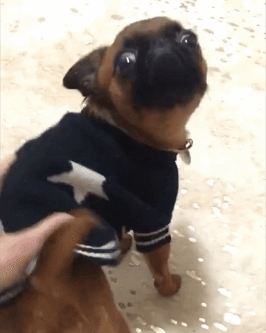 sproutie dog angry shocked mad GIF