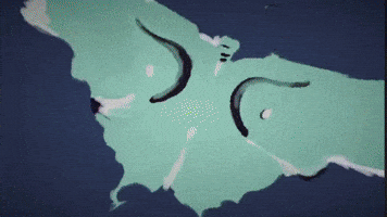 Never Mind Butterfly GIF