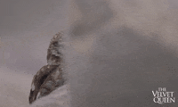 Owl Wildlife GIF by Madman Films