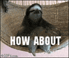 sloth no GIF