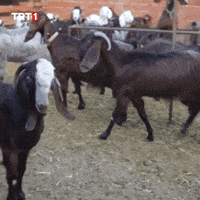 Angry Give Up GIF by TRT