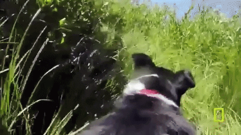GIF by National Geographic Channel