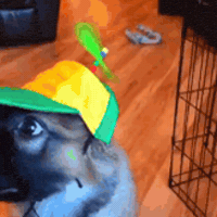 Cute Dog Stan Twitter GIF