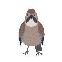 Dance Bird Sticker by Сойкин след