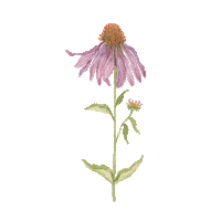 The Way Of The Wildflower Sticker by Gracelaced