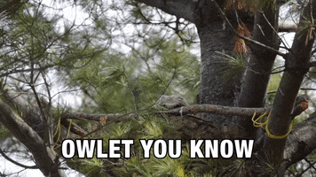 Ill Let You Know Great Horned Owl GIF by U.S. Fish and Wildlife Service