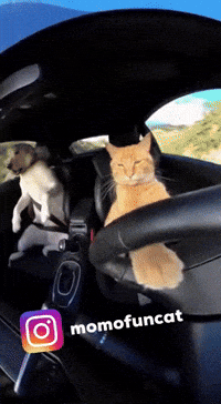 Momofuncat GIF