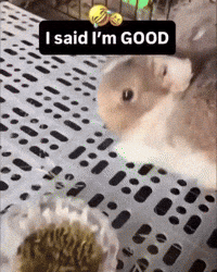 Im Good No Thank You GIF by Respective