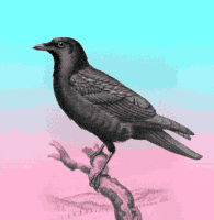 ewanjonesmorris dowager ewanjonesmorris ewan jones morris annameredith GIF