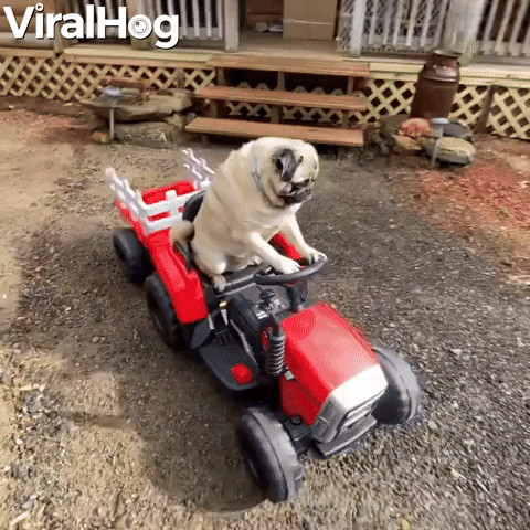 Tango the Pug Works Hard on Toy Tractor