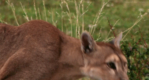 Mountain Lion Cougar GIF