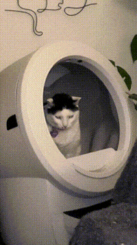 melon_n_finn cat silly cat cat poop melon be smellin GIF