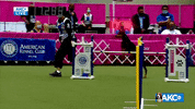 Come On Running GIF by American Kennel Club