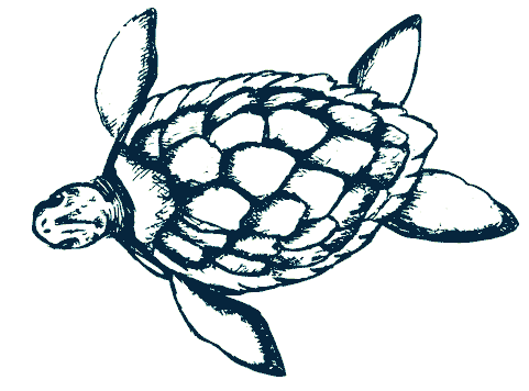 sea turtle summer Sticker by Space Coast Office of Tourism