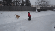 friend animals being jerks GIF