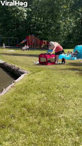 Dogs Funny Animals GIF by ViralHog